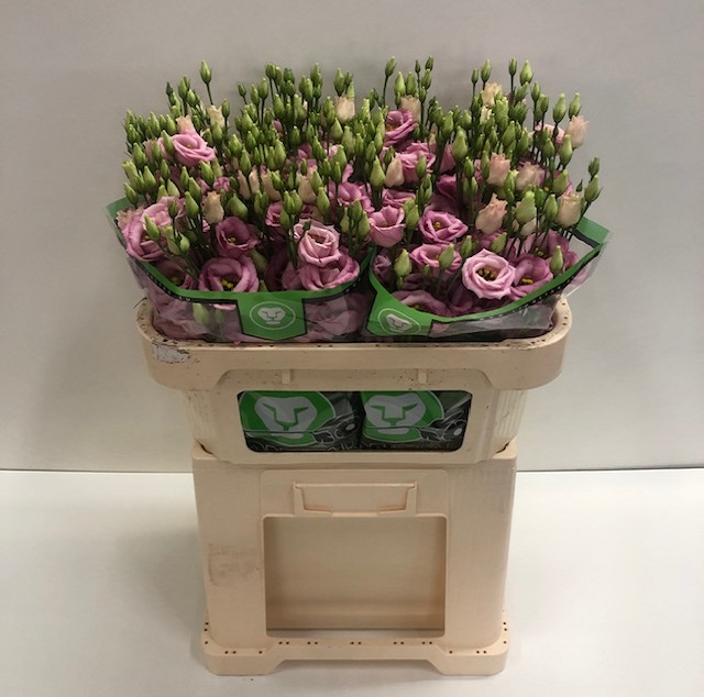 Lisianthus du rosita pink.jpg